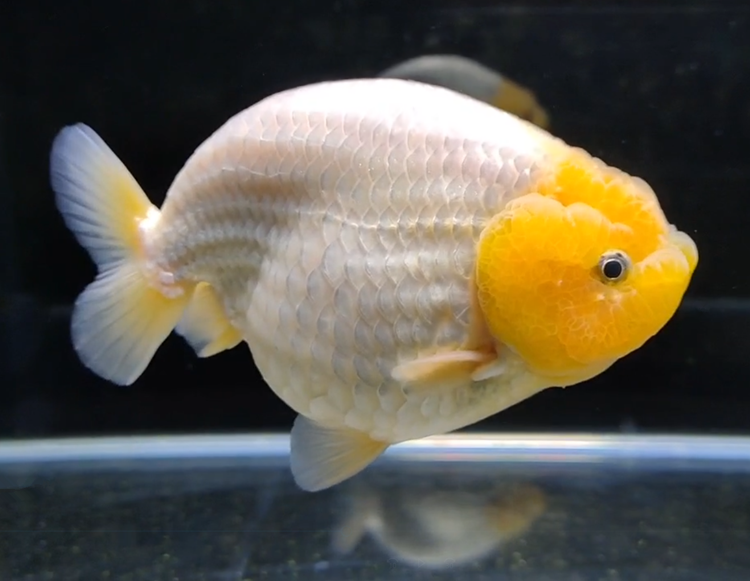 工匠头精品金鱼潘氏奶牛国粹金鱼观赏鱼包活好养兰寿活鱼苗水墨玉兔 5