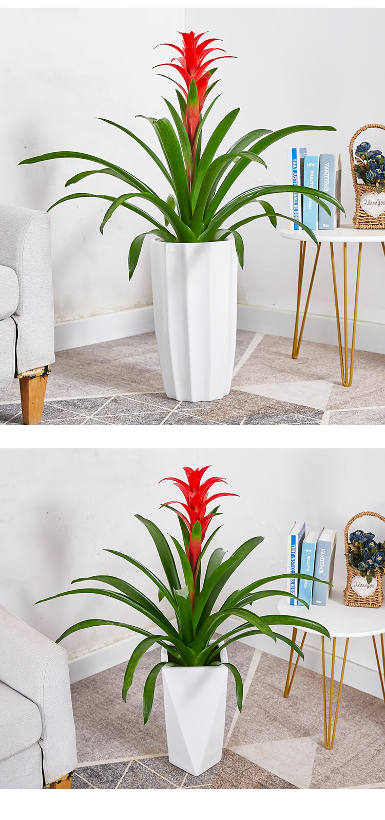 送货到家凤梨大盆栽鸿运当头花卉组合盆景公司办公室可以家居吸甲醛