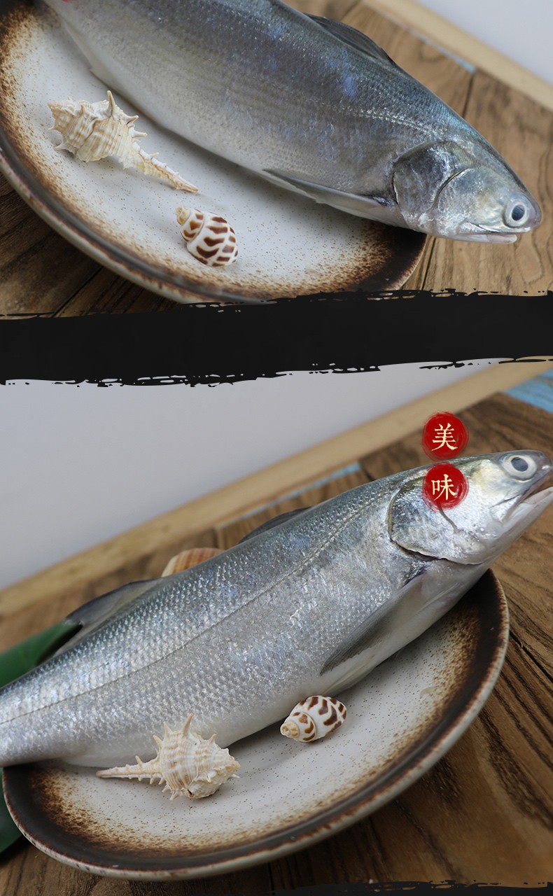 午鱼鲜冻野生马友鱼东山岛海捕现捞鱼类愚港hhr冰鲜海鲜水产450500g条