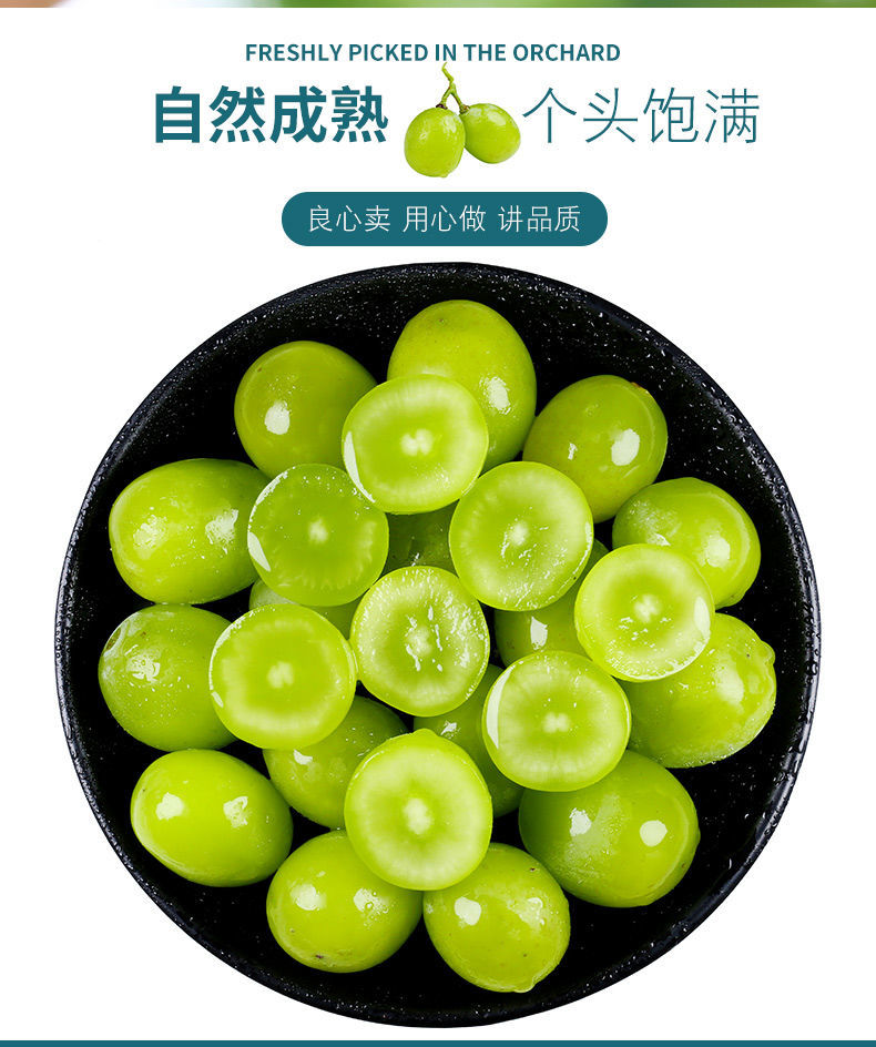 【精选】现摘香印青提阳光玫瑰葡萄新鲜玫瑰香葡萄2/5斤 普通大果颗粒