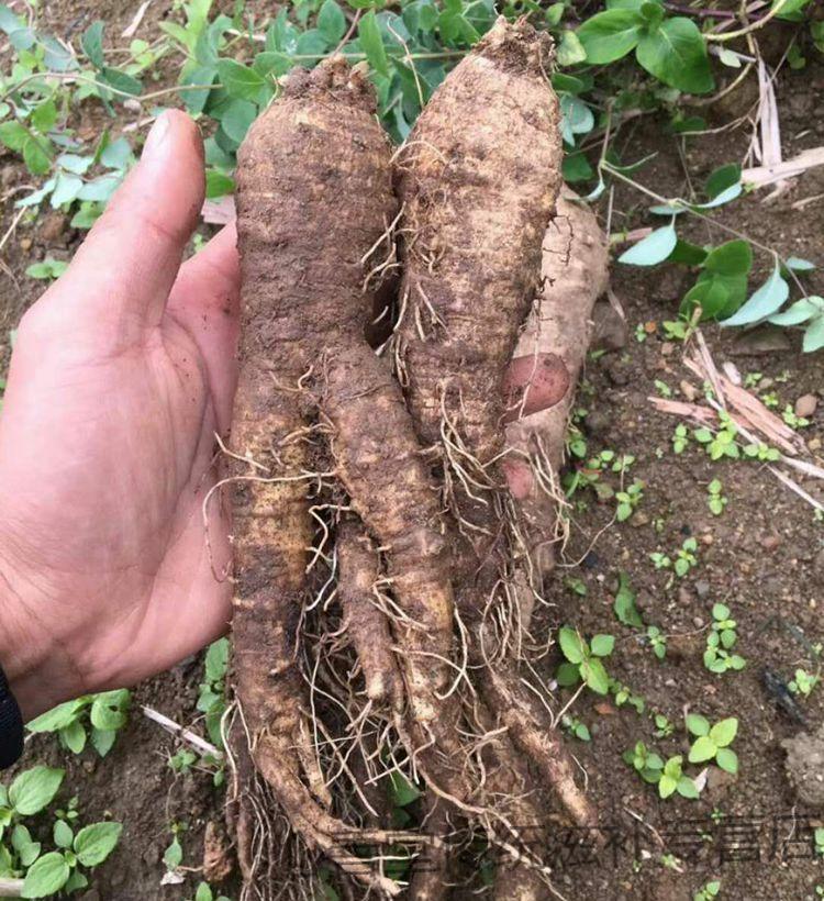 煲汤材料四叶参月子通乳食用羊乳奶参新鲜山海螺轮叶党参