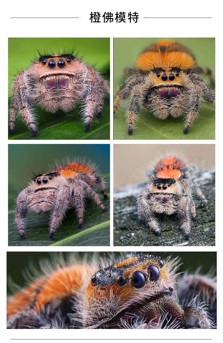 【京选推荐】跳蛛宠物小蜘蛛灰佛小朋友礼物桌面迷你微景观好饲养耐活