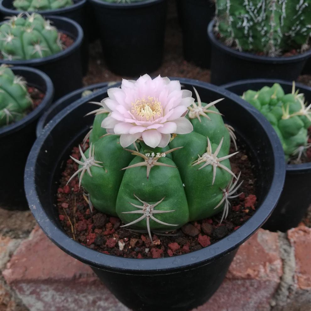 实生海王仙人球 开花仙人球 可以开红花海王 开白色花海王 品种球 实