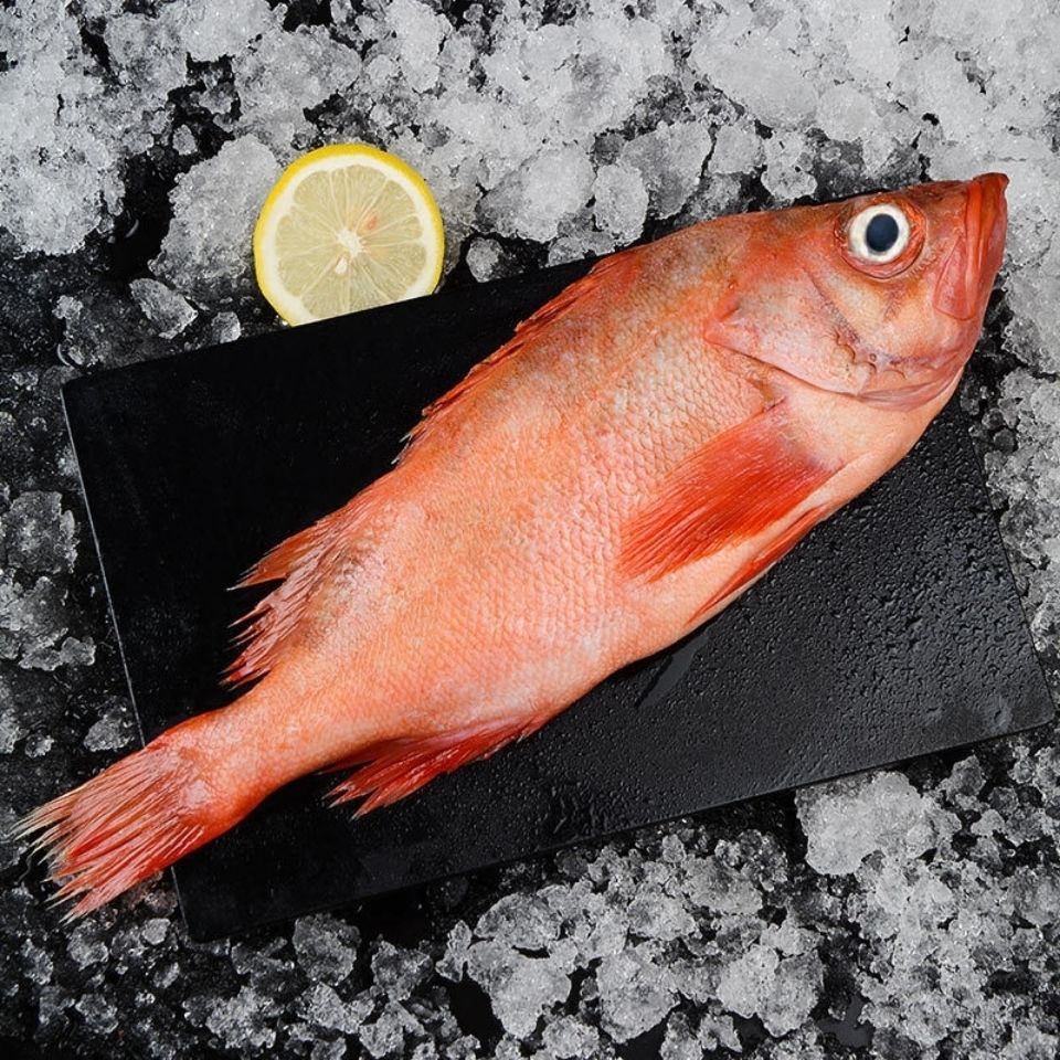 展志曼智红石斑鱼冷冻整条大龙胆鱼富贵鱼红鱼深海鱼鲜活海鲜水产5斤