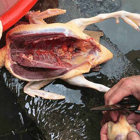 农家红脸番鸭散养土鸭子飞鸭清水鸭谷饲鸭新鲜生鸭肉活体宰杀1年母