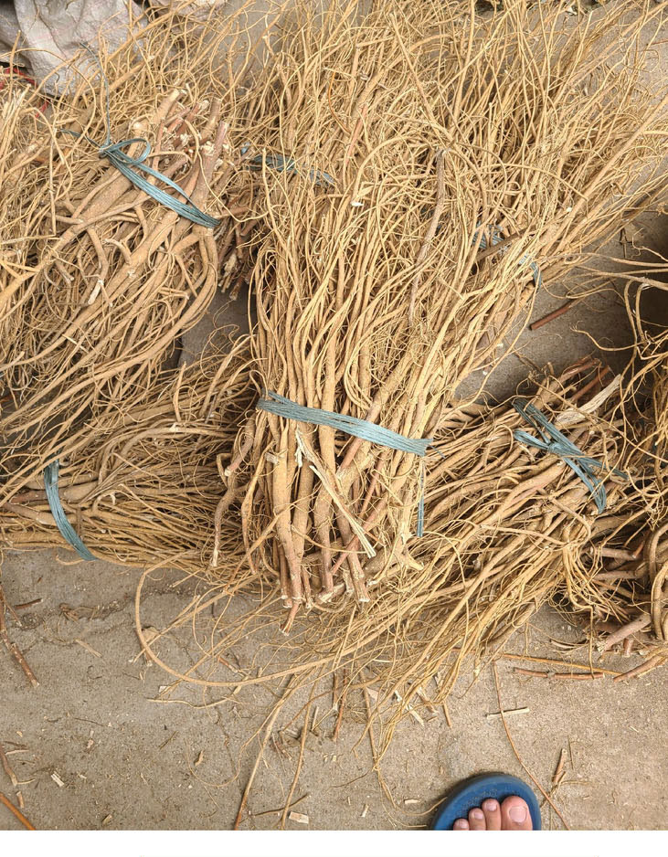 新货野外生石参根客家特产广东煲汤材料虎尾轮干品猫尾射 500克 杞里