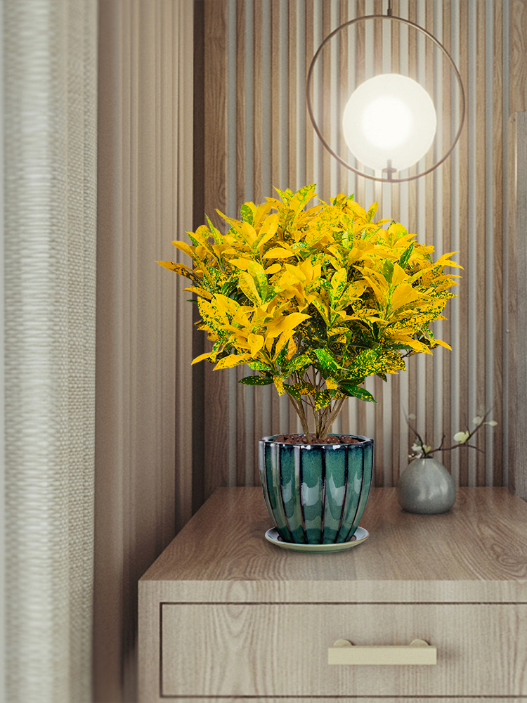 洒金变叶木盆栽七彩室内花卉洒金榕小绿植变色木盆景好养易活植物虎雀