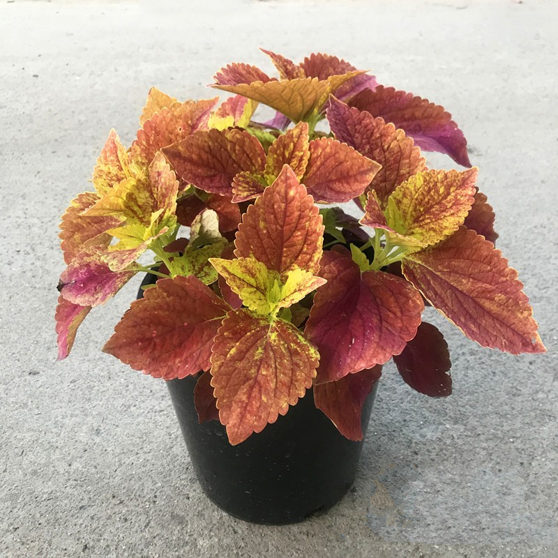 腾跃 彩叶草盆栽庭院阳台彩叶植物大苗耐热耐晒观叶草ty 绿棕渐变中盆