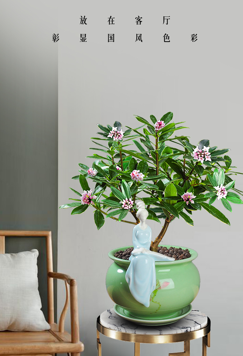 花姬金边瑞香盆栽室内常青好养植物开花浓香盆景耐寒老桩冬季花卉瑞香