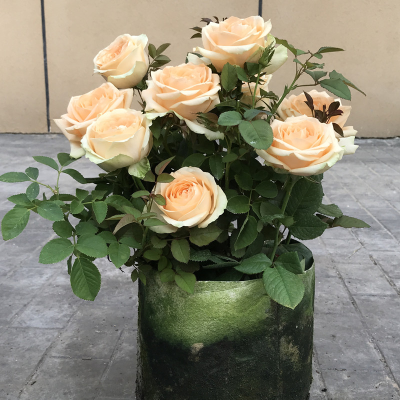 【香槟玫瑰花苗】蜜桃雪山切花月季苗阳台庭院花卉盆栽观花植物 香槟