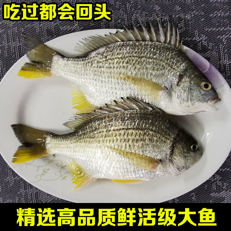 黄脚立鱼海钓黄翅鱼活鲜鱼黄鳍鲷深海鲜捕水产黑黄雕鱼黄墙鱼昌盛隆2