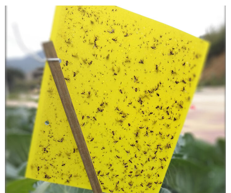 粘虫板诱虫板黄板双面粘虫板诱虫板大棚蓝板蓟马果树果园家用室内沾虫