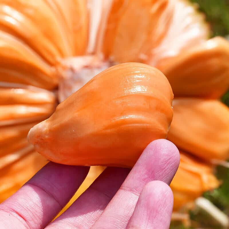 红肉菠萝蜜肉1盒装450g新鲜水果菠萝蜜整果911kg