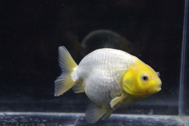 观赏鱼冷水鱼苗红白寿黑紫兰寿包活好养 6-7cm精品玉兔兰寿1条【图片