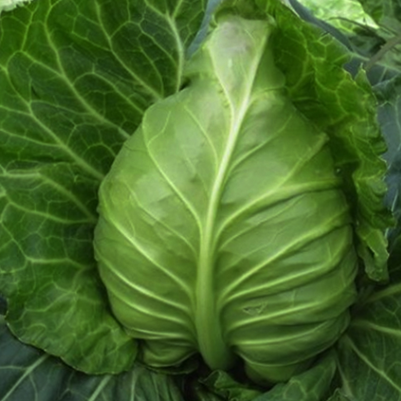纳格兰牛心菜甘蓝种子卷心菜包心菜种孑阳台农家四季播春季秋季蔬菜