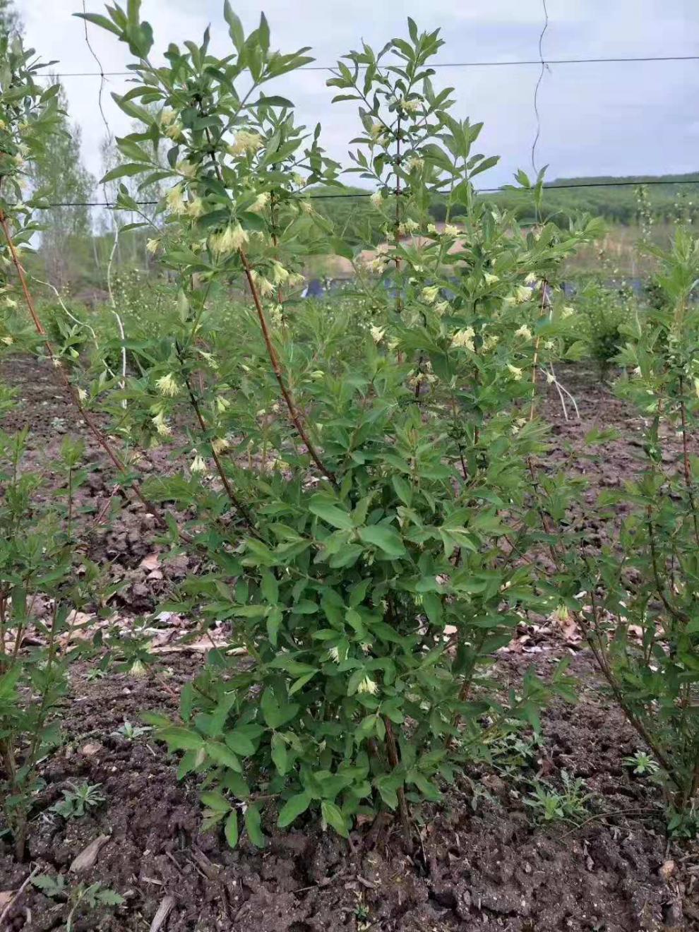 蓝靛果树苗羊奶子黑瞎子果苗山茄子树苗盆栽阳台南北方浆果庭院 5棵蓝