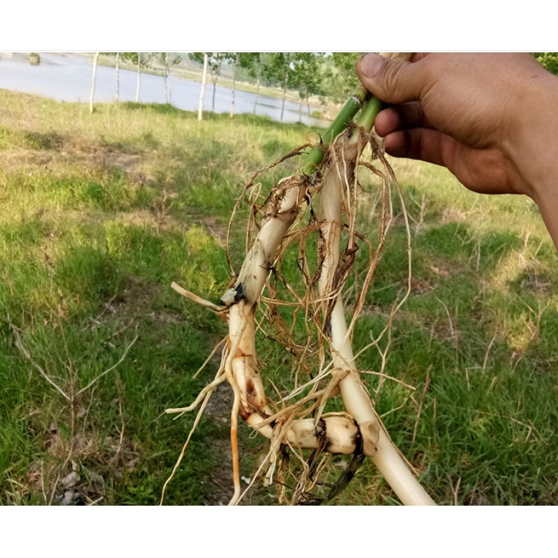 伟博 新鲜现挖芦苇根芦根甜根白芦根柴根 苇子根凉