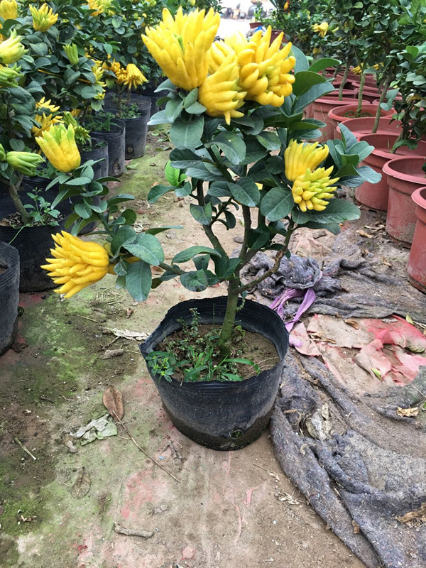 金华千指佛手/小果佛手/千指佛手盆栽/带花苞/金华佛手苗/ 4年带花苞