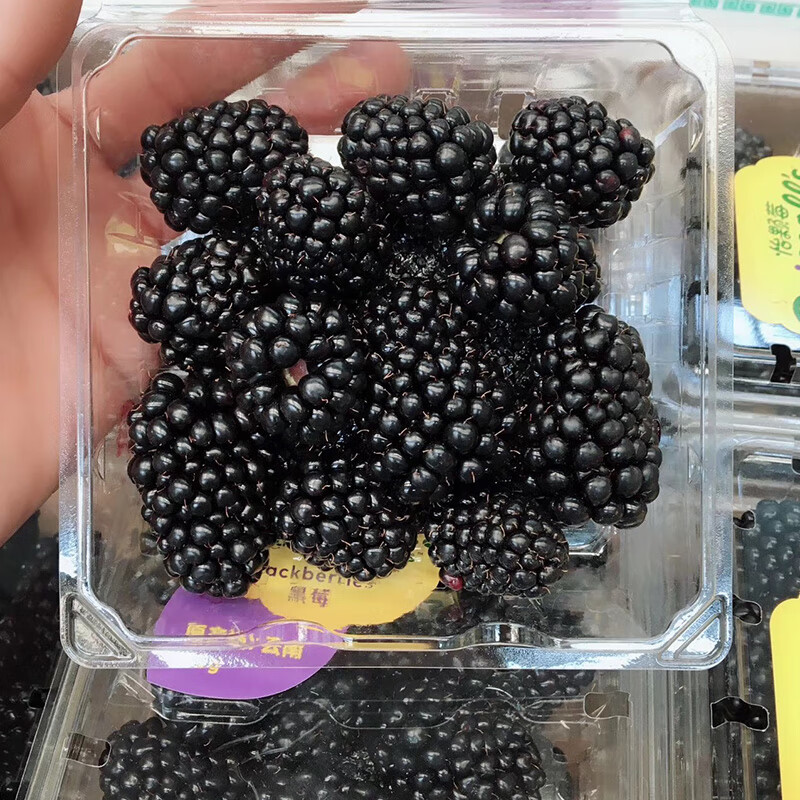 田姚果业新鲜黑莓鲜果2盒装黑莓水果覆盆子黑树莓果桑葚果稀有热带