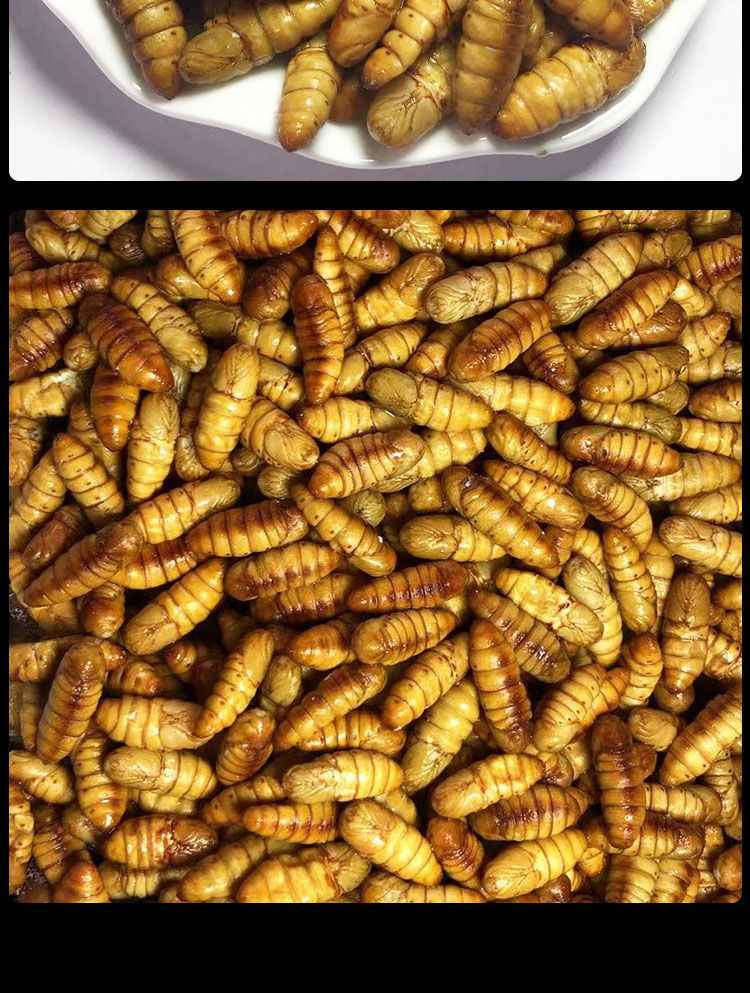 蚕蛹新鲜鲜活桑蚕蛹 2斤 多种规格可选 鲜活新鲜金丝蛹 黄金桑蚕蛹子