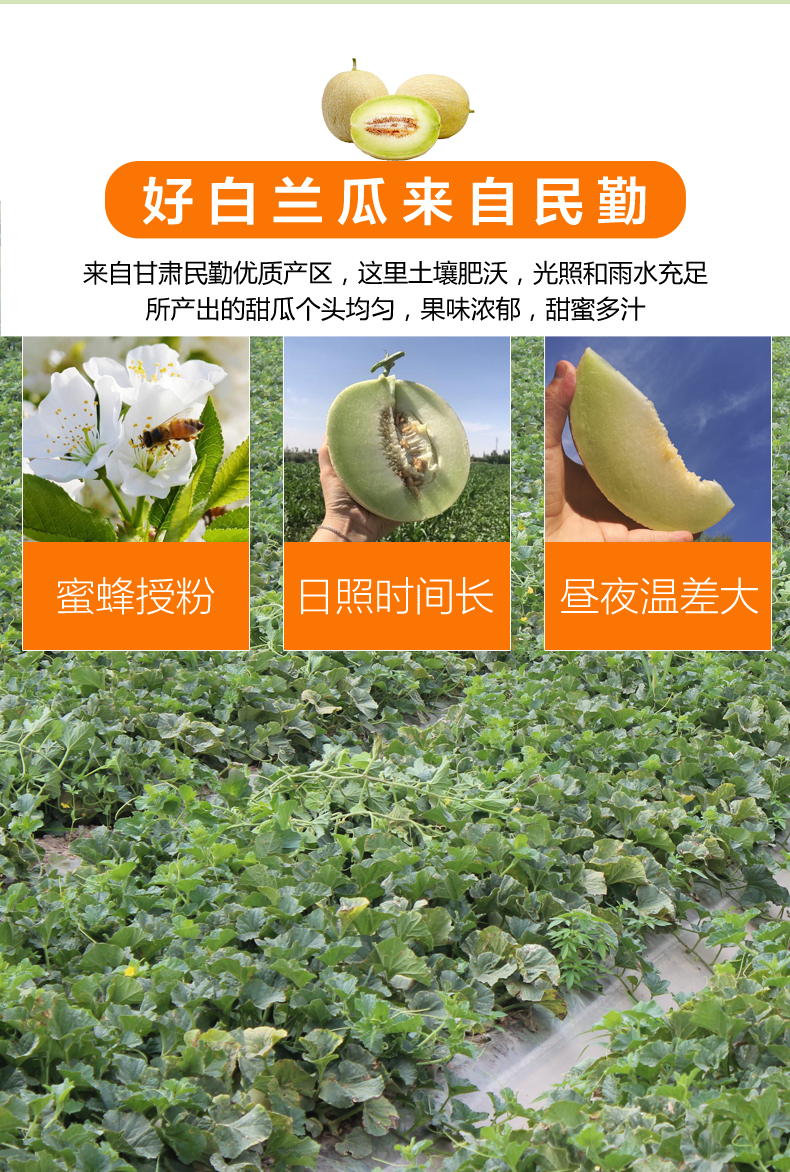 甘肃银蒂白兰瓜新鲜水果整箱10斤哈密瓜一箱当季民勤沙漠蜜瓜 1500g