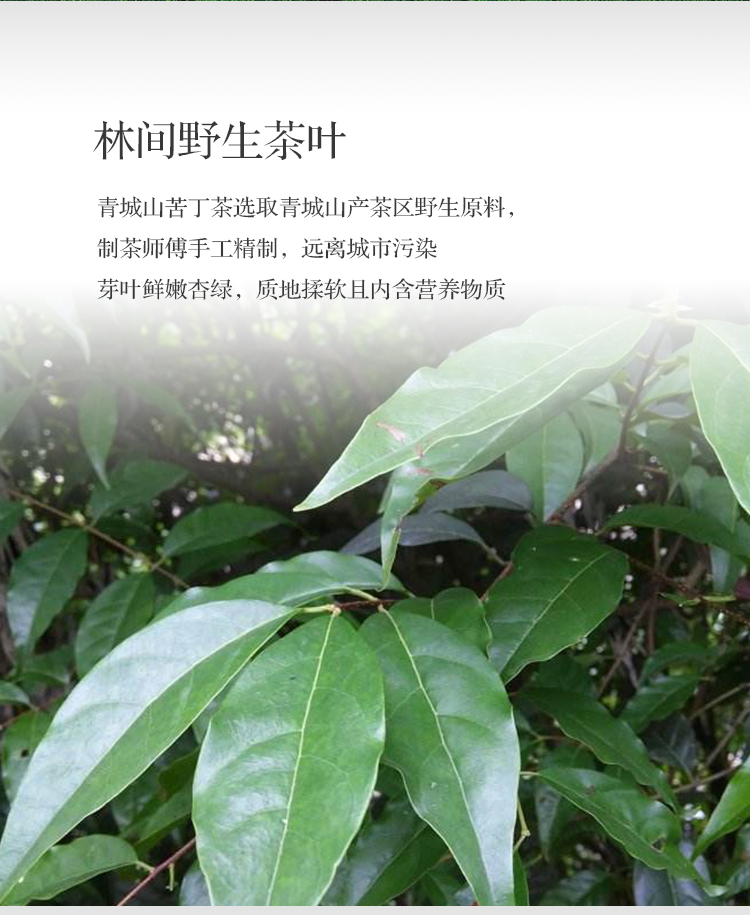 大叶苦丁茶500g四川青城山特产生津毛冬青凉茶叶