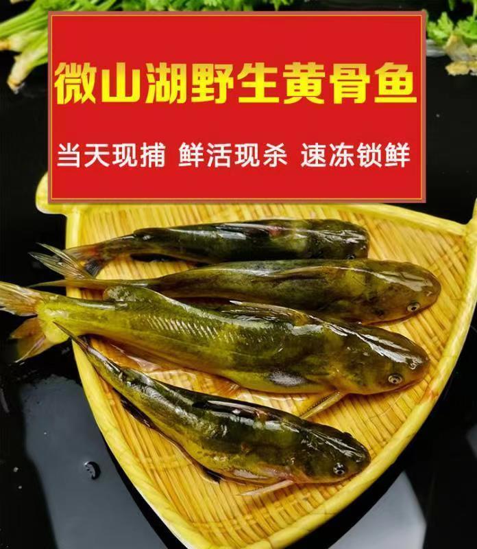 黃骨魚黃臘丁昂刺魚新鮮黃丫頭魚葛魚黃顙魚鮮活現殺 去腮去內臟淨重4