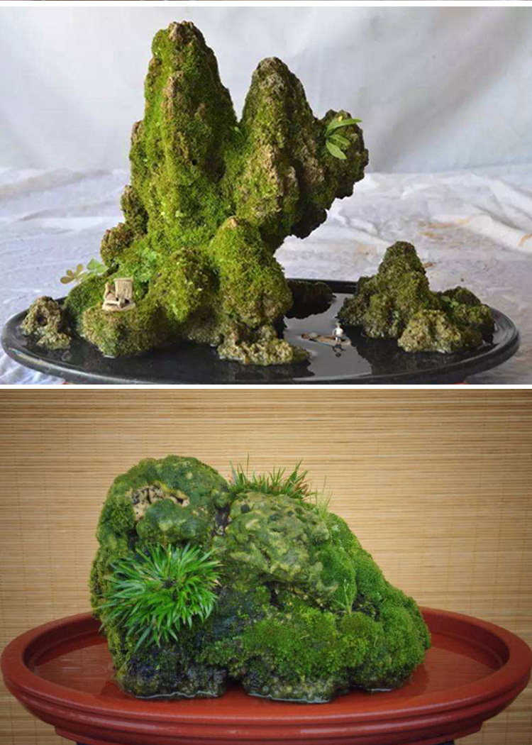 苔藓孢子粉上水石假山吸水石盆景四季鲜活的植物盆栽造景青苔种子星星