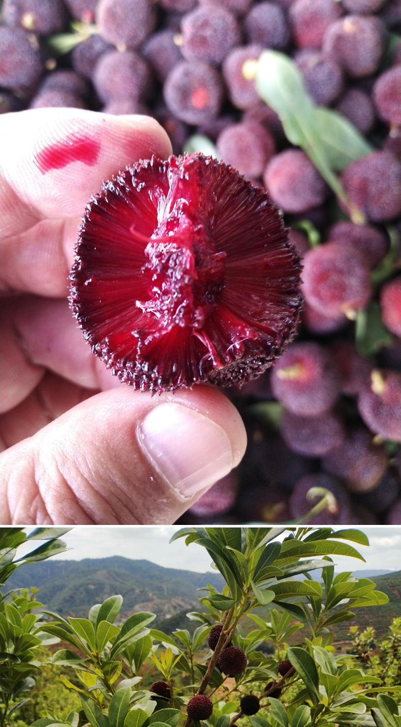 云南石屏新鲜野生有机早熟土杨梅鲜果大果现摘现发孕妇水果新鲜现摘2