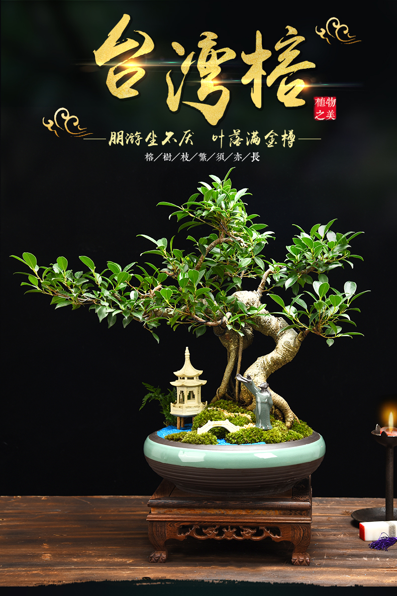 文静花坊小叶榕树盆景植物室内花大盆栽耐寒造型树桩常青花卉隐世榕树