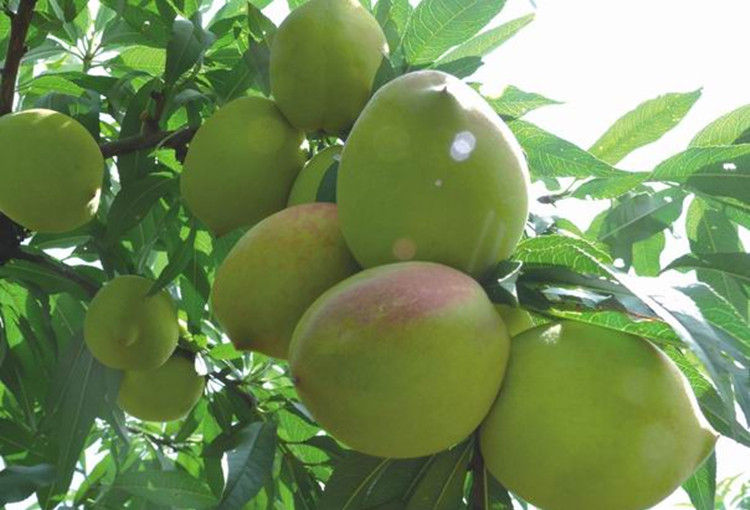 鹰嘴桃尖嘴桃水密桃韶关乐昌九峰特产现摘现发新鲜水果 4-5个一斤大果