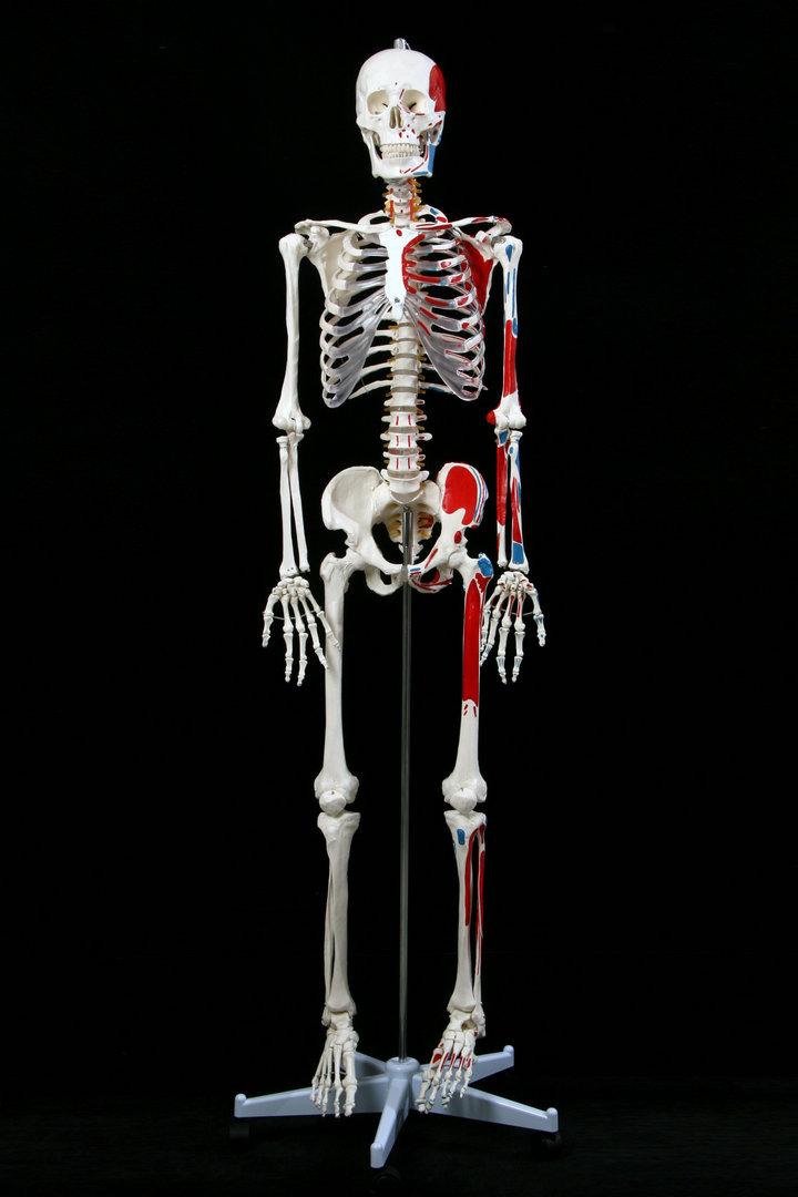人体最长的骨图片