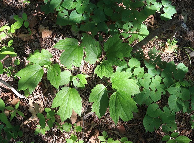 东北升麻野外生窟窿芽根苦老芽根升麻粉鬼脸升麻500g中药原材 杞里香