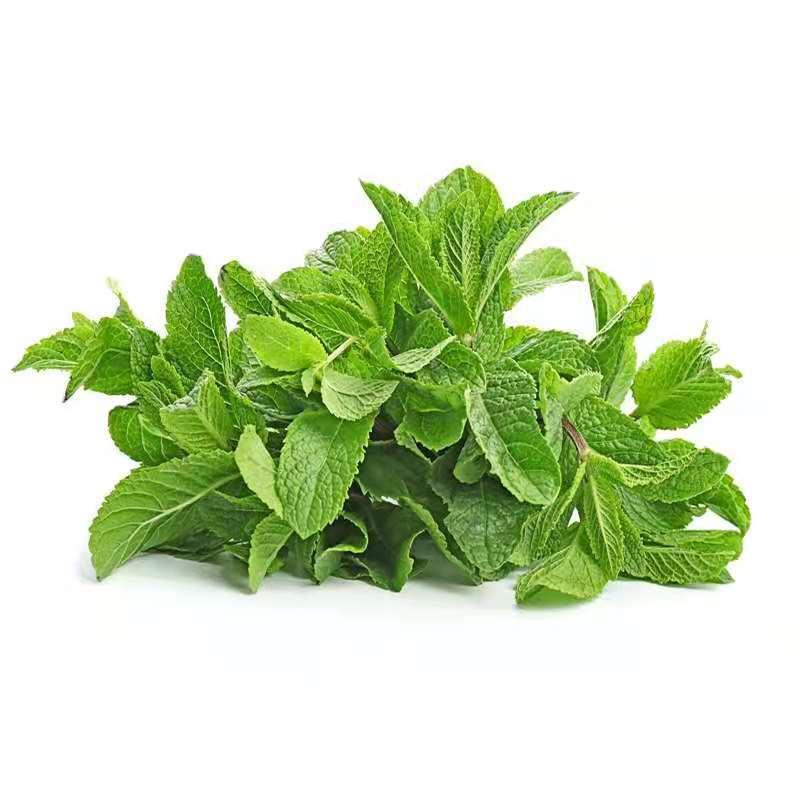 fgacct新鲜薄荷叶薄荷头薄荷尖食用泡茶留兰香酒吧莫吉托调酒泡水专用