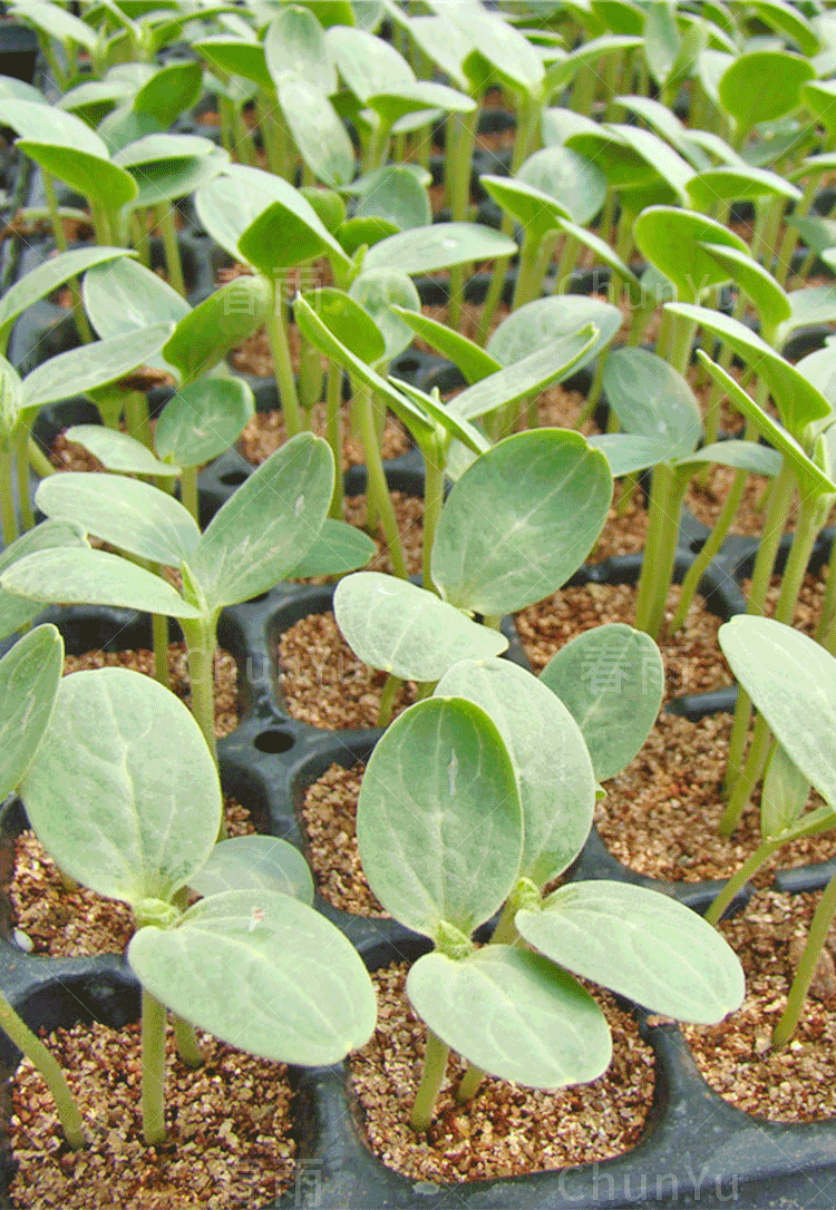 西瓜苗秧8424大高产水果四季春季农家田园南方蔬菜种子种籽8424西瓜苗