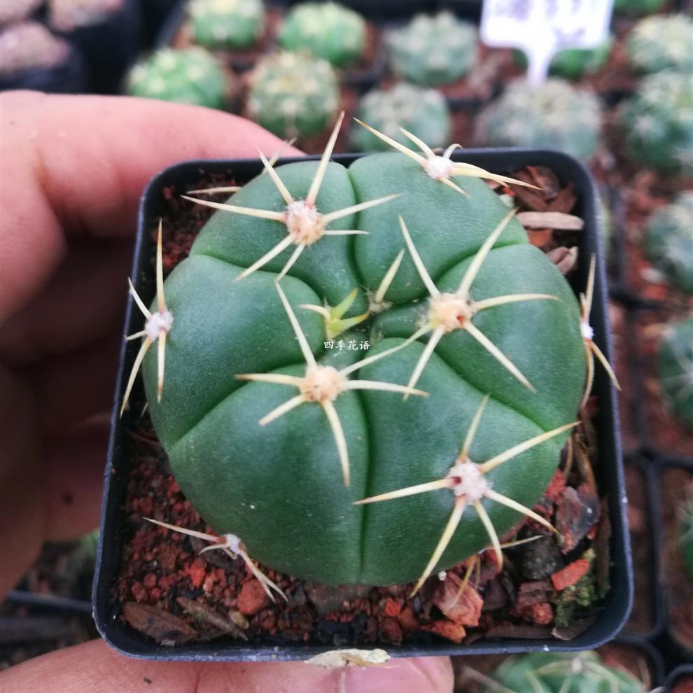 实生海王仙人球 开花仙人球 可以开红花海王 开白色花海王 品种球 实