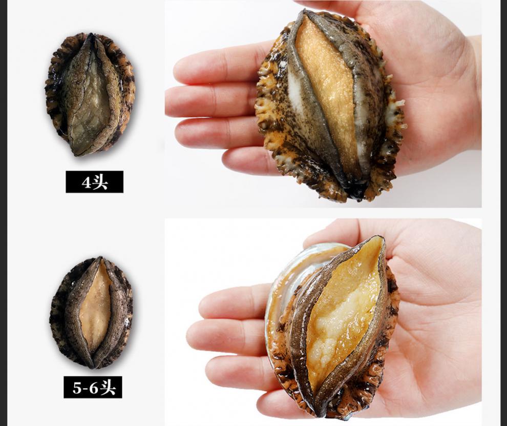 大连鲜活2头鲍鱼皱纹盘鲍海鲜水产活体3头1斤