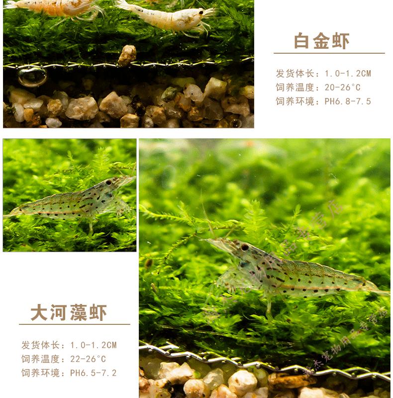 淡水好养观赏虾樱花虾水晶虾草缸除藻工具鲜活体米虾宠物小虾螺蟹深棕