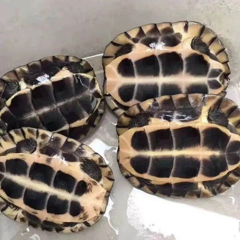 cmcm纯种南石龟北石龟金钱大乌龟稀有宠物活体观赏龟拟水龟苗黄喉 一