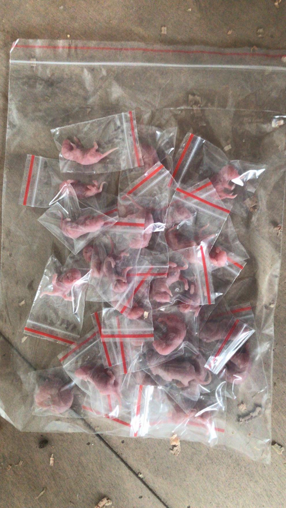 冰冻乳鼠红皮独立包装粉皮白霜粮食爬宠饲料宠物猫咪零食龟蛇 冷冻