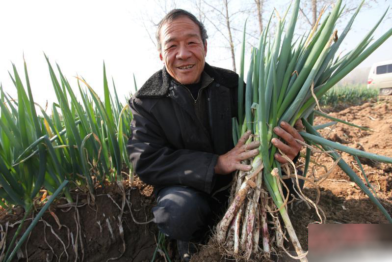 林之福大葱病全治大葱专用剂叶枯病疫病霜霉病锈病黑斑病紫斑病农药