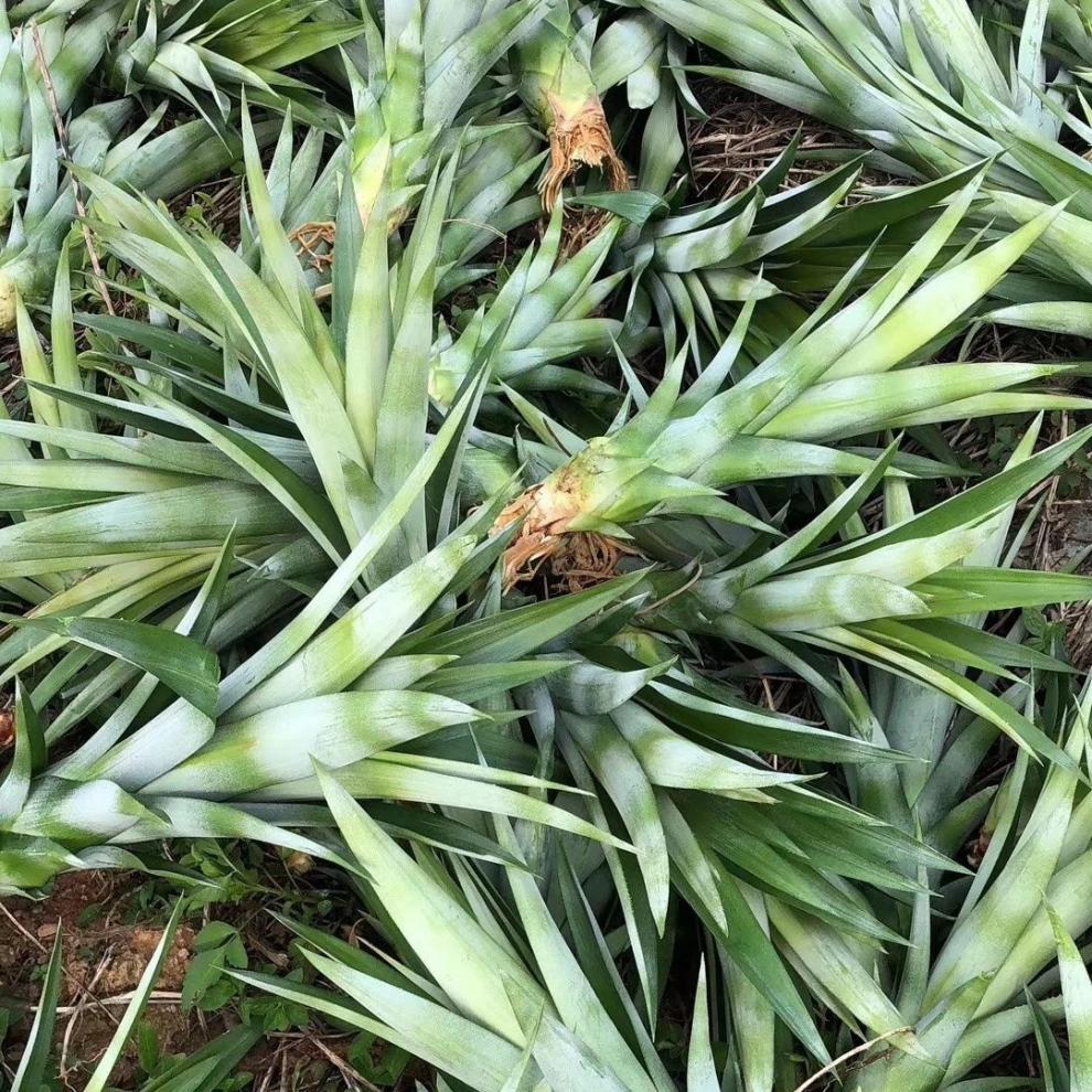 凤梨苗地菠萝苗金钻凤梨苗庭院阳台盆栽地栽种植结果带根 3棵【图片