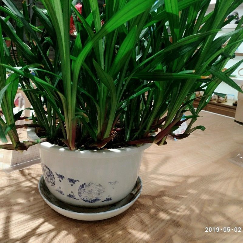 雨花蝶吉祥草观音草紫衣草室内外阳台盆栽土栽水培好养耐寒四季常青