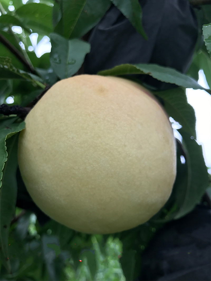 白桃树苗新品种白如玉桃树苗白如雪桃树苗南方北方种植当年结果2年苗