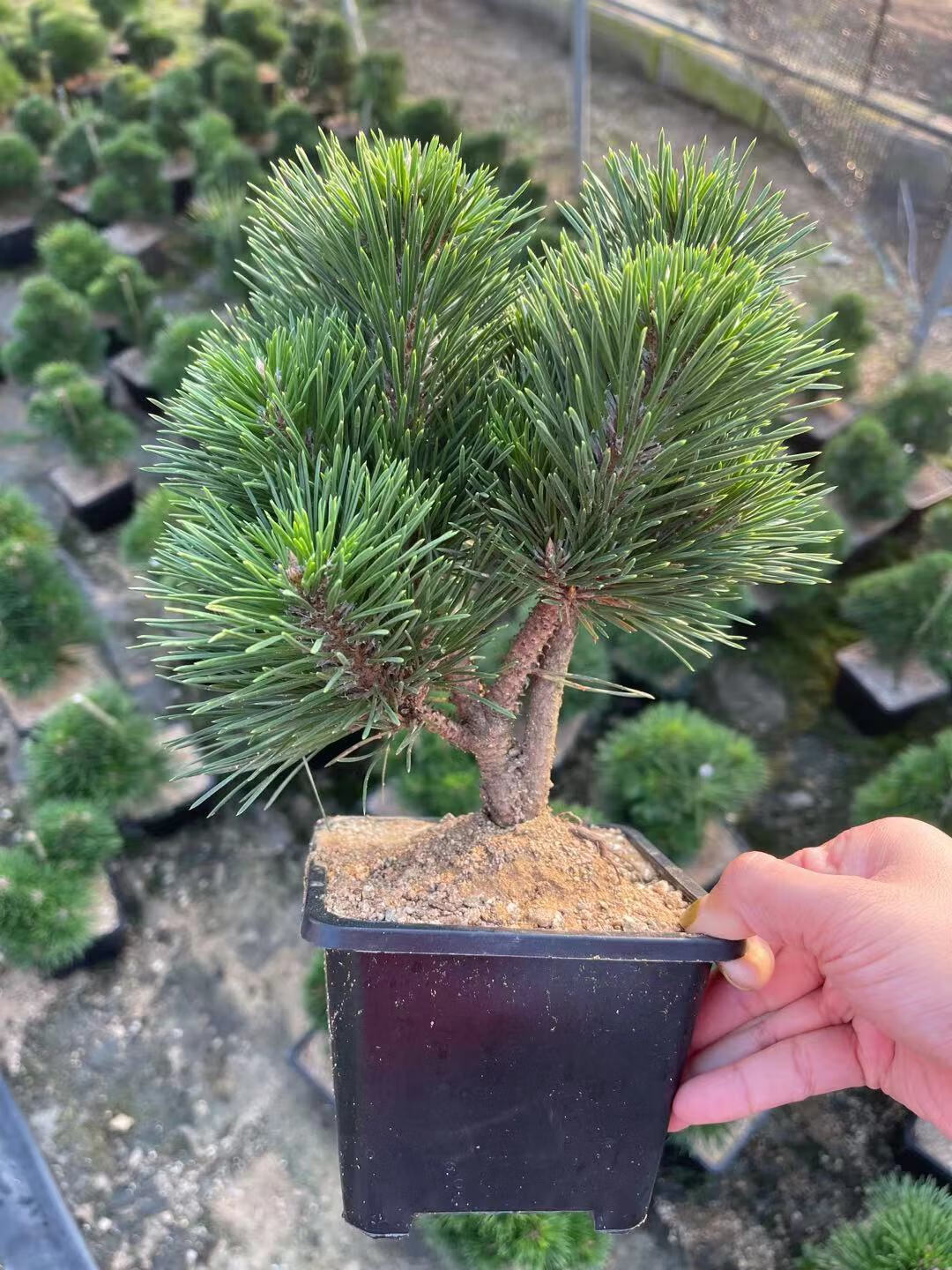 语墨 日本千寿丸黑松嫁接非寸稍旭龙大阪松五针松绿植盆景盆栽 8芽