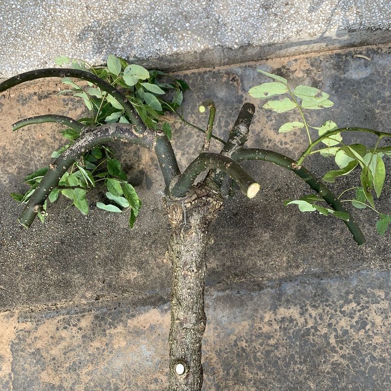 龙爪槐树苗庭院别墅南方北方种植绿化苗木垂槐耐寒观赏风水植物 8公分