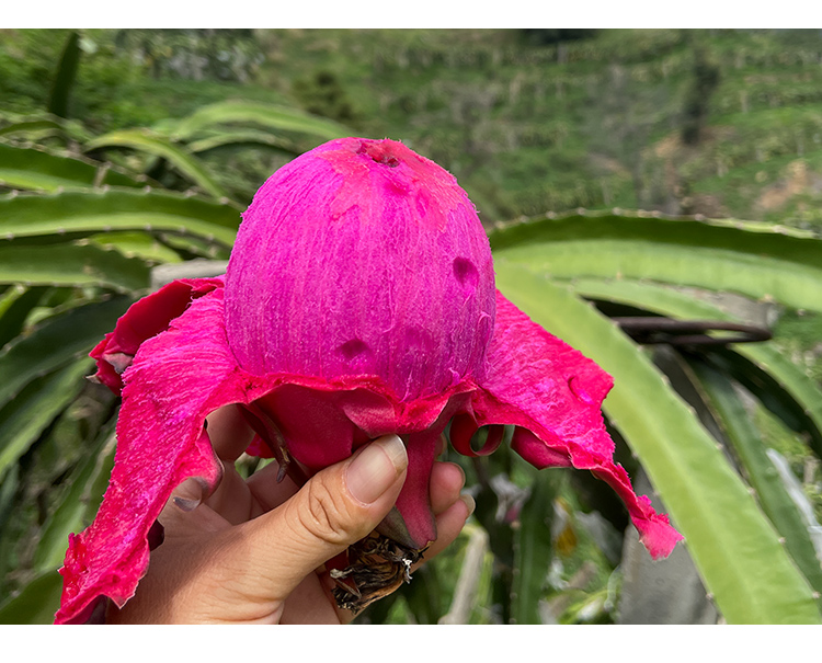 攀枝花紅心火龍果紅肉火龍果新鮮水果當季水果 8斤