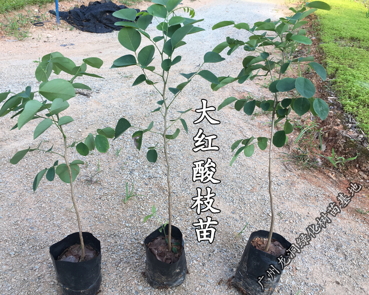 越南大红酸枝名贵红木树种酸枝珍稀树苗老挝庭院盆栽观赏大红酸枝3cm