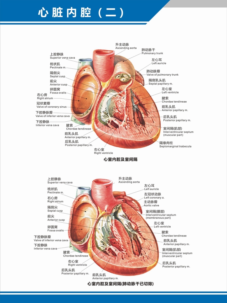 心脏结构图知识点图片
