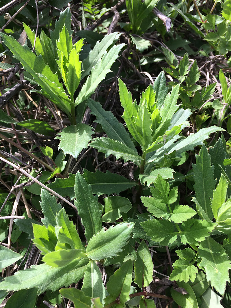 七七菜新鲜纯野生 带刺菜带根带叶小蓟草中材带箱5斤顺丰 500g【图片